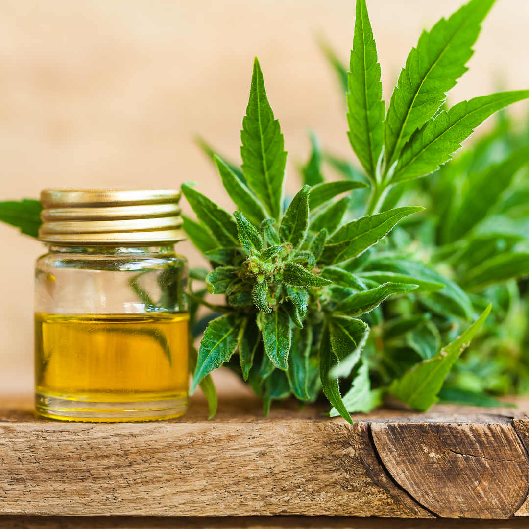 CBD Oil and plant